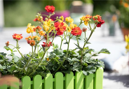 BEET- & BALKONPFLANZEN BEET- & BALKONPFLANZEN