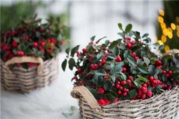 DIE SCHEINBEERE DIE SCHEINBEERE