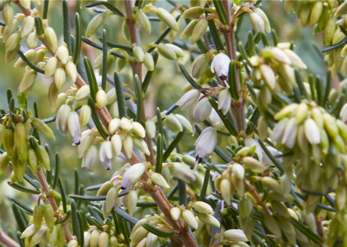ENGLISCHE HEIDE ENGLISCHE HEIDE