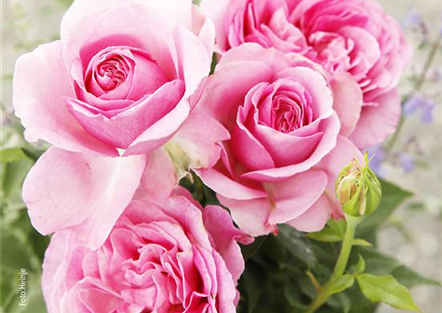 Die Rose!