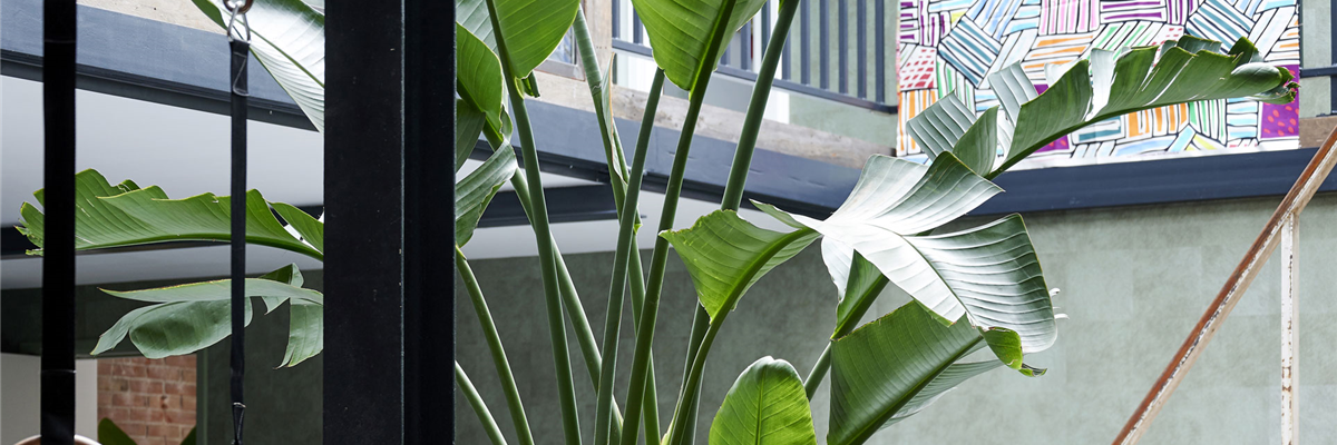 header_urbanjungle1