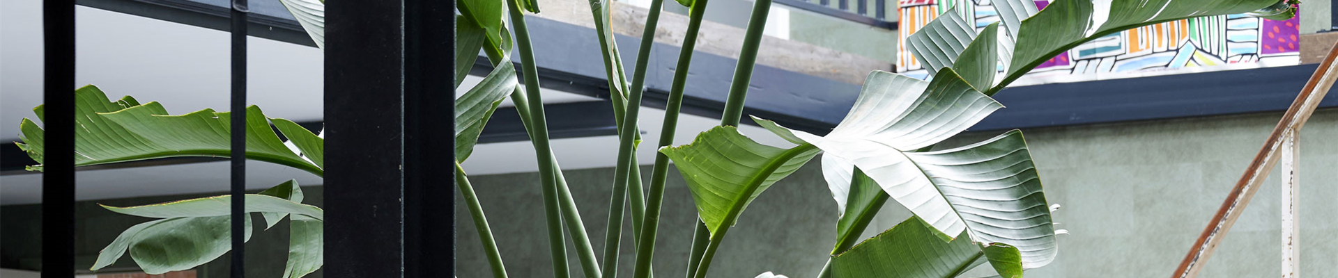 Urban Jungle & Tropica in der ARD