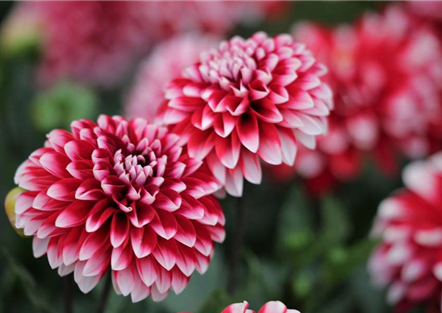 DIE STARS IM HERBST