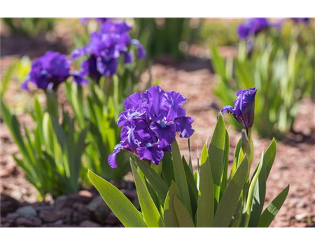 IRIS - DIE PFLANZE MIT DEN VIELEN GESICHTERN