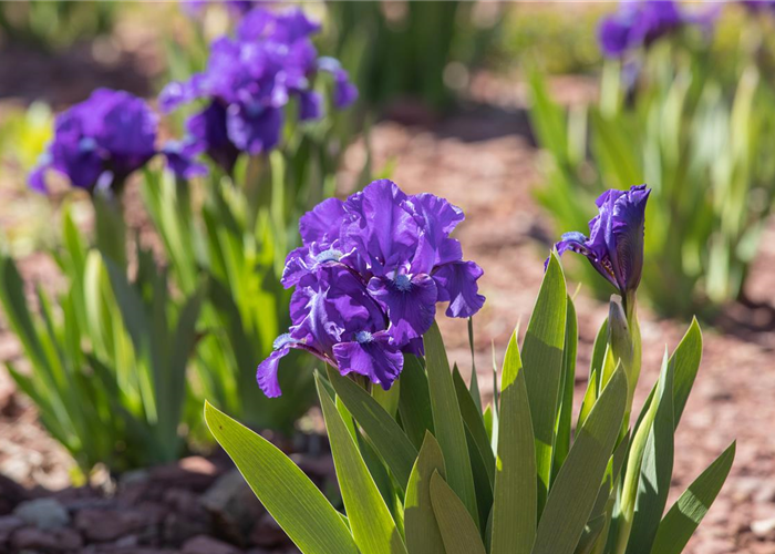 IRIS - DIE PFLANZE MIT DEN VIELEN GESICHTERN IRIS - DIE PFLANZE MIT DEN VIELEN GESICHTERN