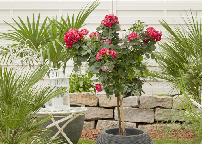 ROSENSTäMMCHEN SIND IM KOMMEN ROSENSTäMMCHEN SIND IM KOMMEN