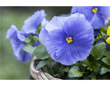 FRüHLING AUF DEM BALKON
