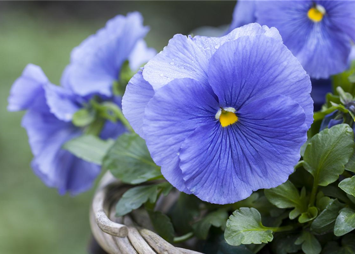 FRüHLING AUF DEM BALKON FRüHLING AUF DEM BALKON