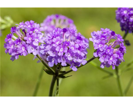 EISENKRAUT - EINPFLANZEN IN EIN GEFäSS