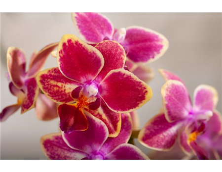 ORCHIDEEN - DIE KöNIGIN DER ZIMMERPFLANZEN