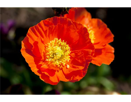 DIE TOP 8 DER SOMMERBLUMEN