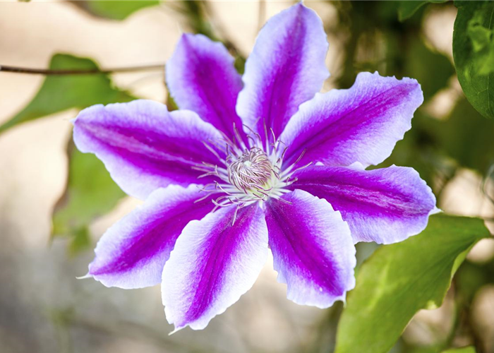 CLEMATIS! CLEMATIS!