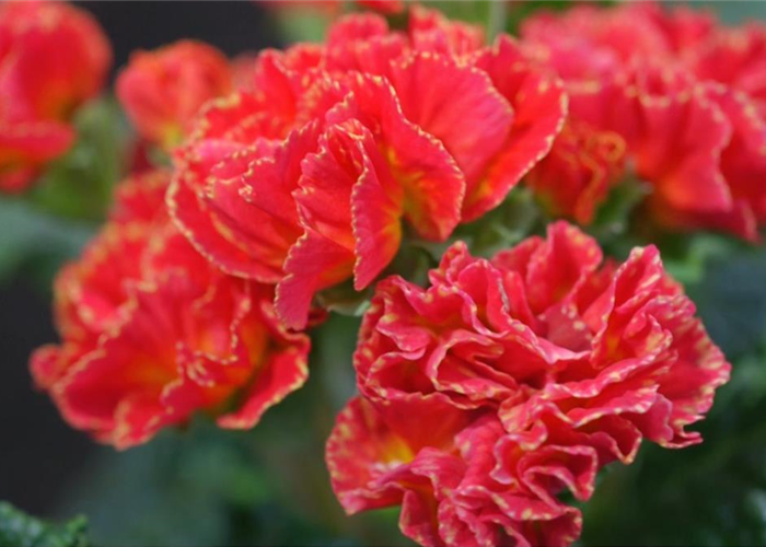 PRIMELN - EINPFLANZEN IM GARTEN PRIMELN - EINPFLANZEN IM GARTEN