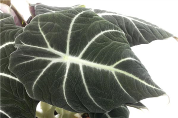 IN DIE TöPFE, FERTIG, LOS! IN DIE TöPFE, FERTIG, LOS!