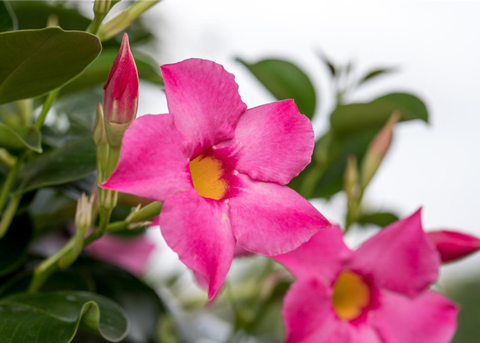 KLETTER-STAR DER SAISON KLETTER-STAR DER SAISON