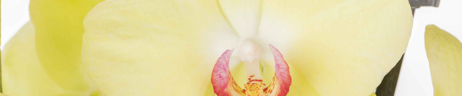 Phalaenopsis, gelb