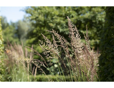 WIE GRäSER DEN GARTEN AUFWERTEN!