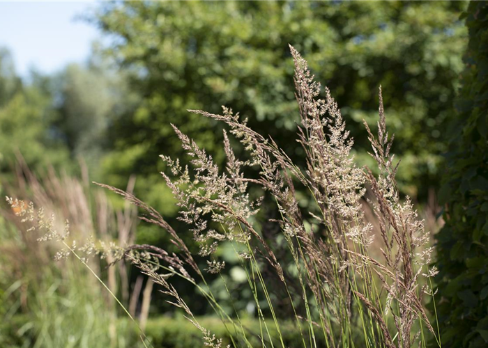 WIE GRäSER DEN GARTEN AUFWERTEN! WIE GRäSER DEN GARTEN AUFWERTEN!