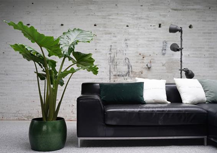 Grünpflanzen Grünpflanzen