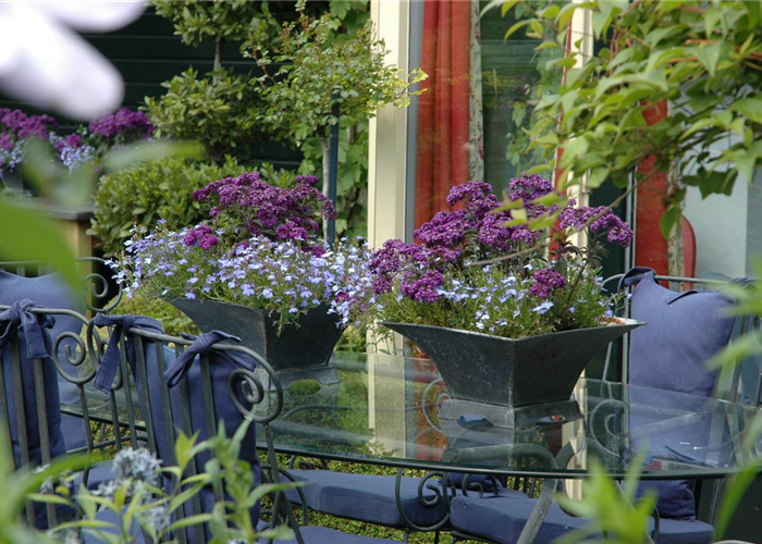 Vanilleblume Vanilleblume