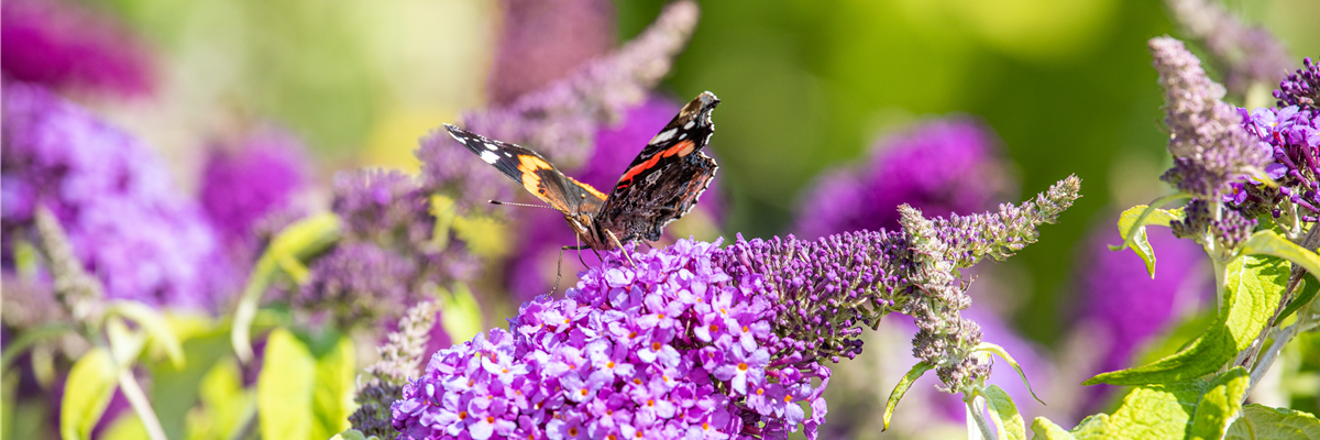 Schmetterling am Sommerflieder