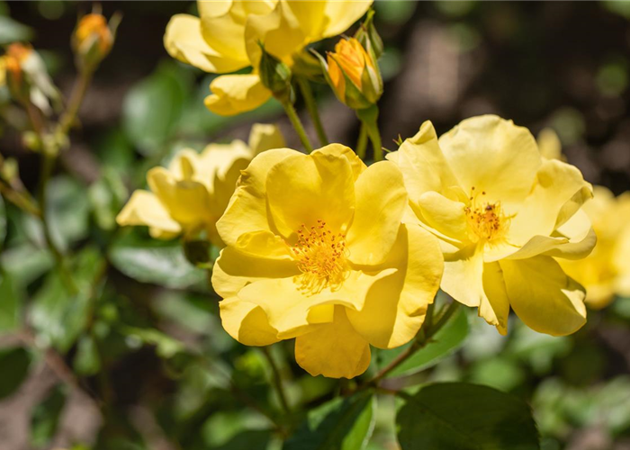 BODENDECKER-ROSE BODENDECKER-ROSE