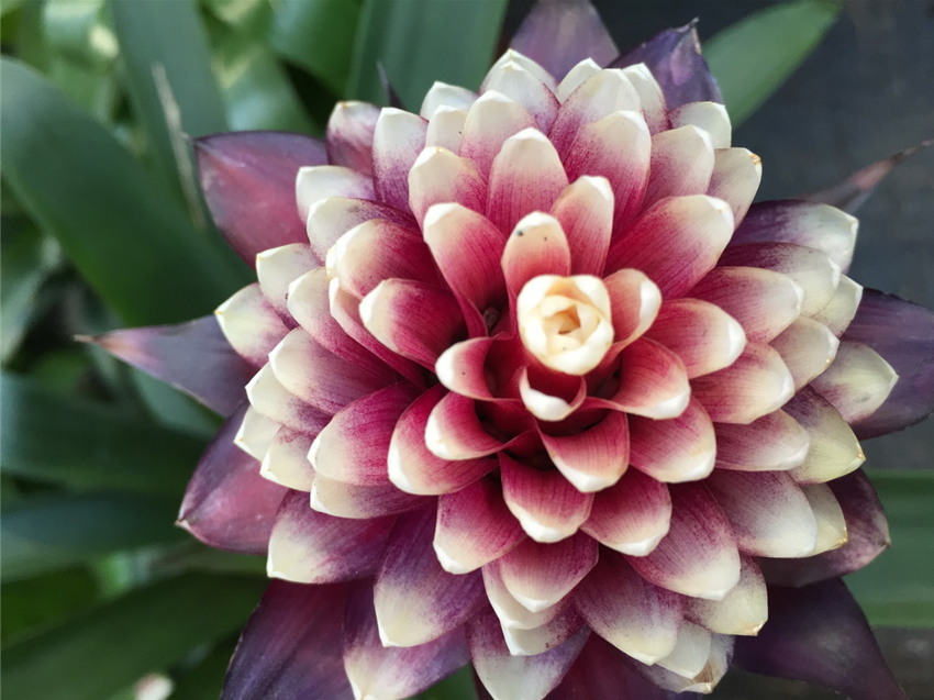 Bromelien, Tillandsien