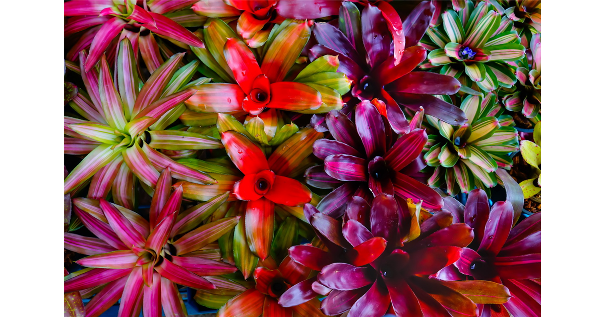 Bromelien, Tillandsien
