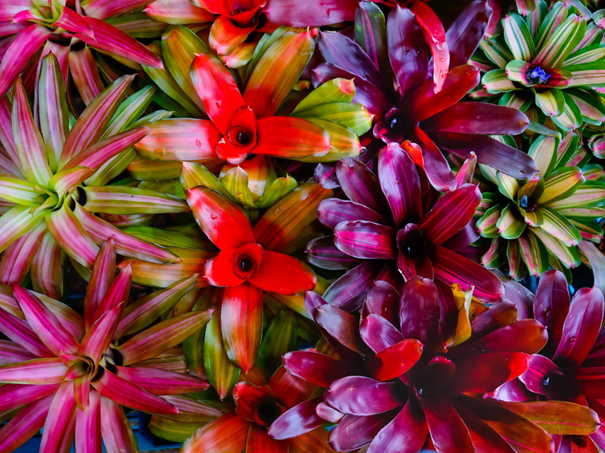 Bromelien, Tillandsien