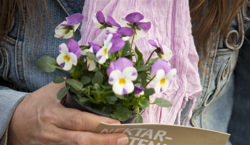 VIELFALT - BIENEN & INSEKTEN