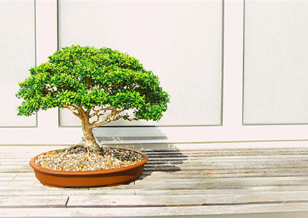 Zimmer-Bonsai Zimmer-Bonsai