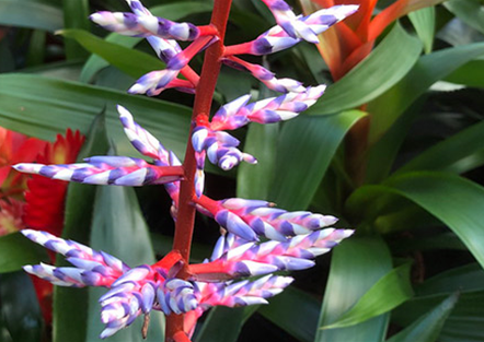 Bromelien & Tillandsien Bromelien & Tillandsien