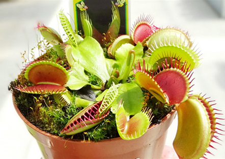 Insektivoren (Fleisch fressende Pflanzen) Insektivoren (Fleisch fressende Pflanzen)
