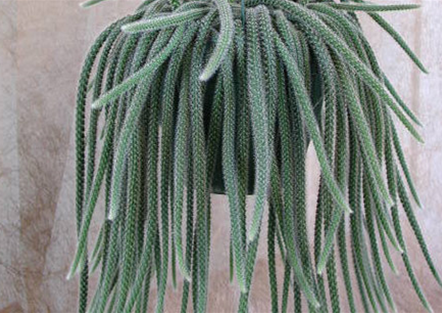 Bizarre Kakteen Bizarre Kakteen