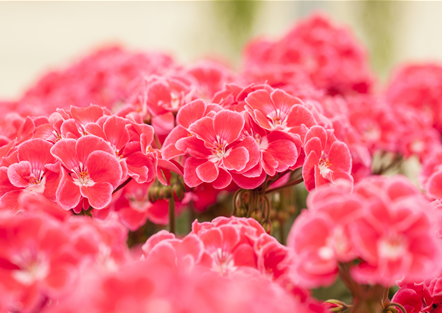 Rosa-pinke Pflanzideen