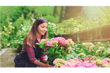 DIE SCHöNSTEN HORTENSIEN & BEGLEITER.