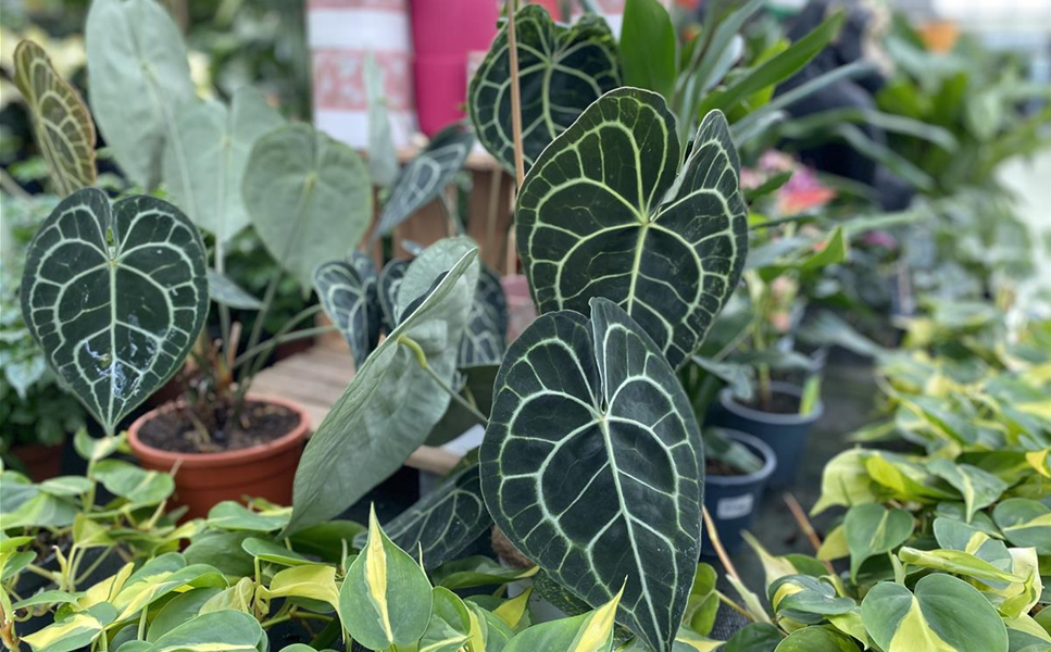 Wir lieben Grün - DIE GRüNPFLANZEN-EXPERTEN