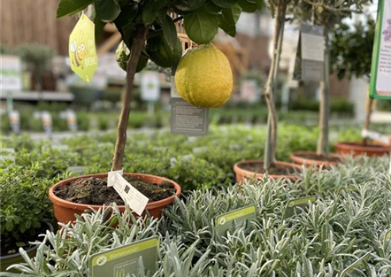 Kräuter & Zitruspflanzen