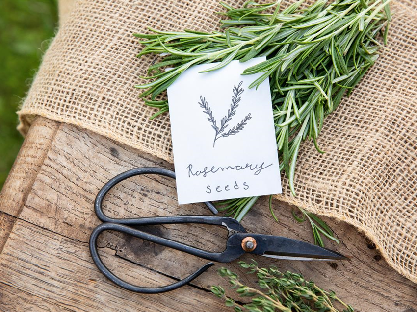 sommertriticale saatgut Bio-Saatgut – Trendbox