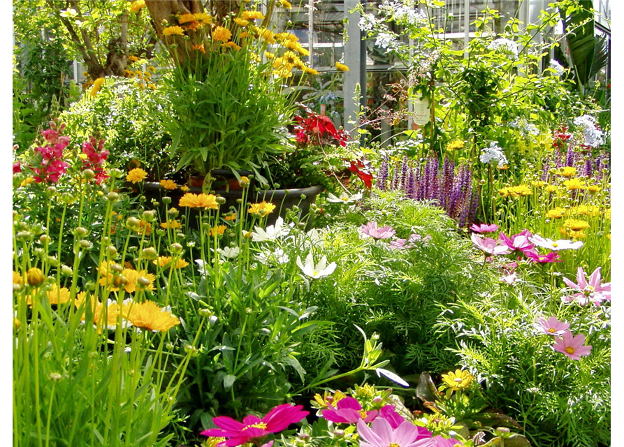 So geht...Garten im Klimawandel (24.06. 11Uhr)
