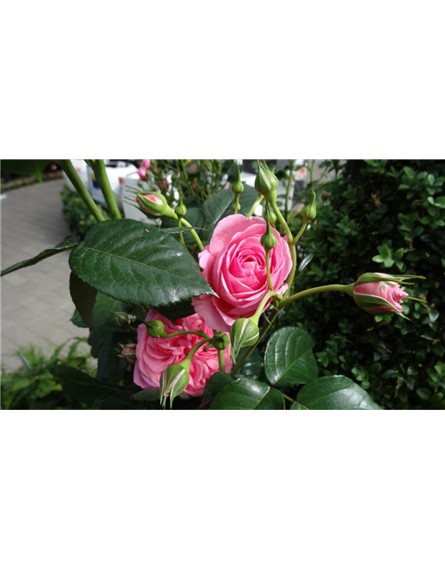 So geht...Rosen & Hortensien (24.06.15Uhr)