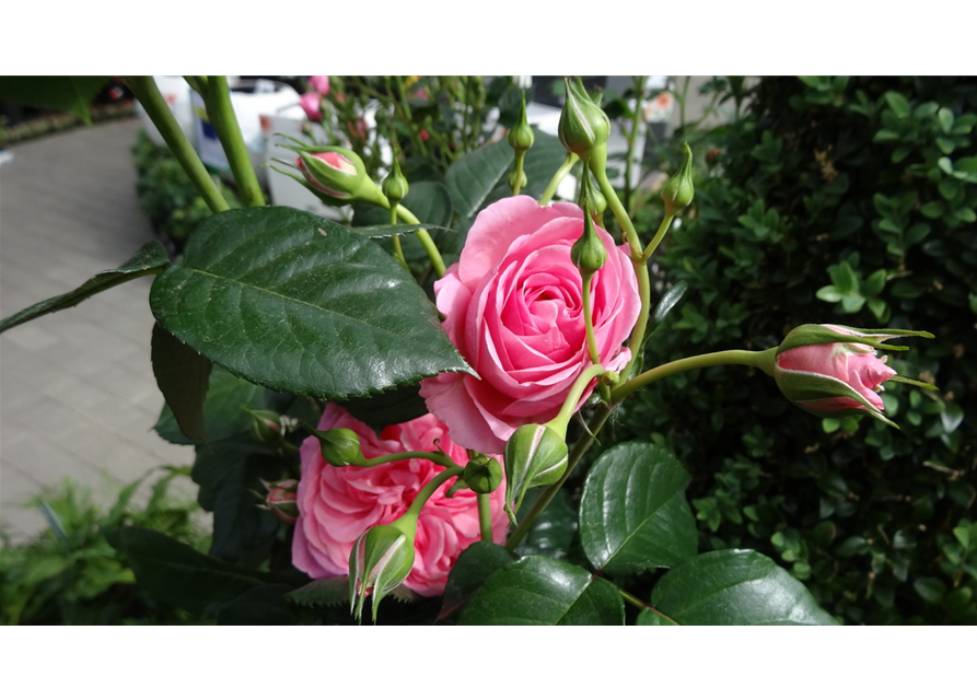 So geht...Rosen & Hortensien (24.06.15Uhr)