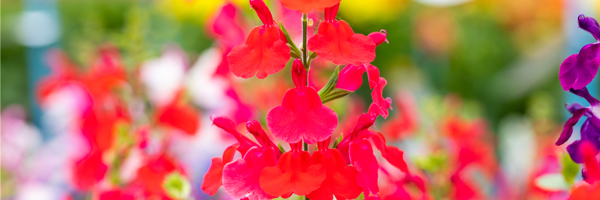 Salvia greggii 'Hot Lips'