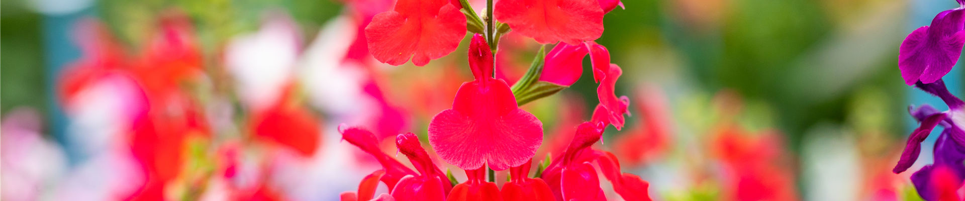 Salvia greggii 'Hot Lips'