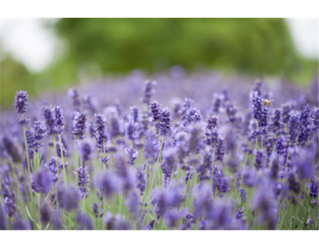 PFLANZE DES MONATS JUNI: LAVENDEL