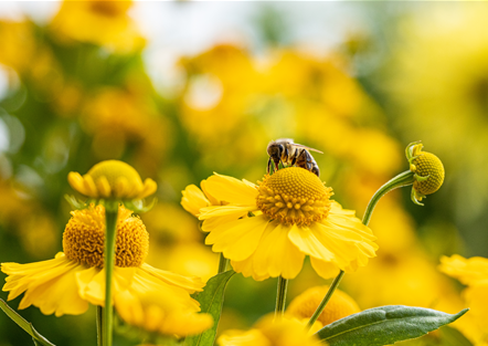 Weltbienentag