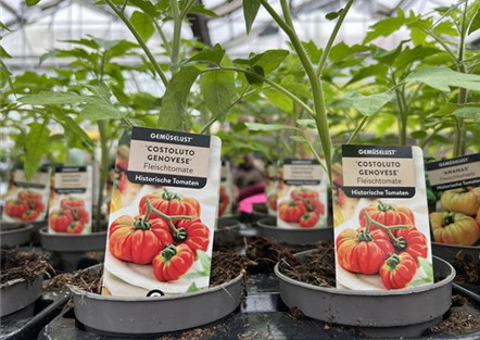 Historische Tomatensorten