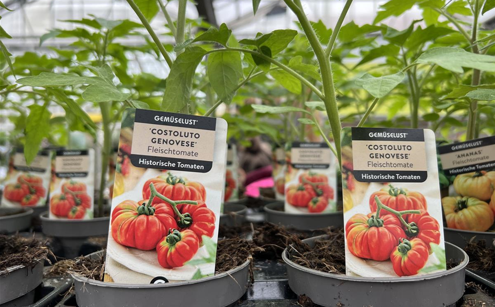 Tropicas Gärtner-Tipp: - Historische Tomatensorten