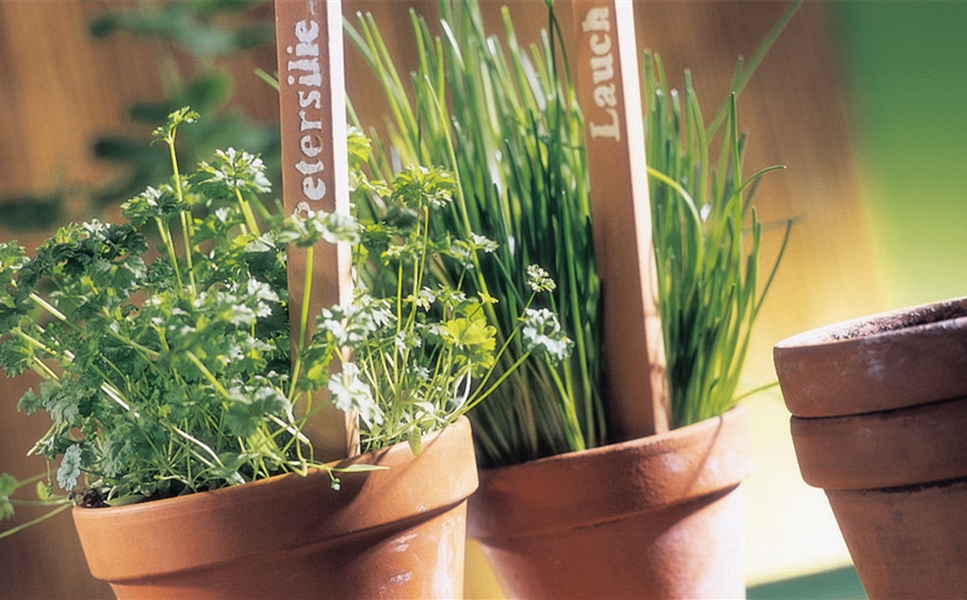 Diese Kräuter passen: - Bio-Kräuter schmecken besser Diese Kräuter passen: - Bio-Kräuter schmecken besser