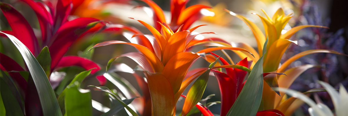 002_BotanicPark2019 0165